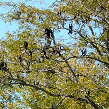 Image of Honey Locust legumes hanging froma tree.